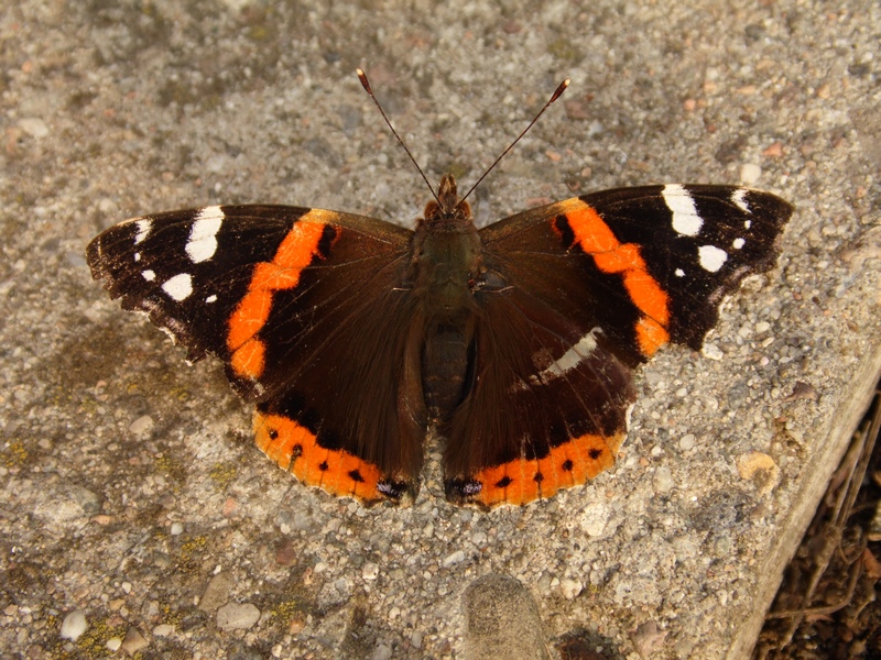 La confidente Vanessa atalanta